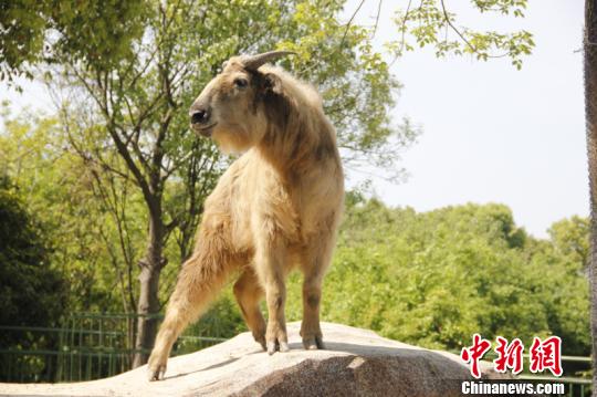 江苏首次引进国宝级濒危野生动物"六不像"(组图)