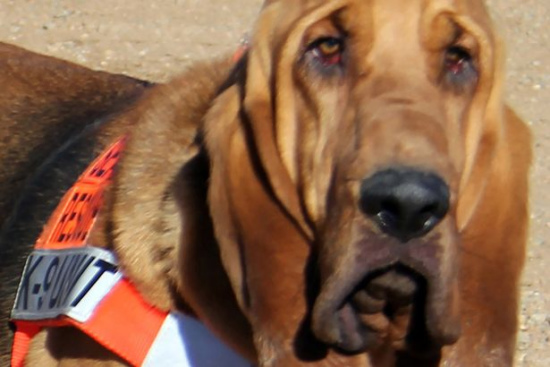 美国小镇迪威德举行网络票选选举动物市长，搜救犬凯特尔当选。