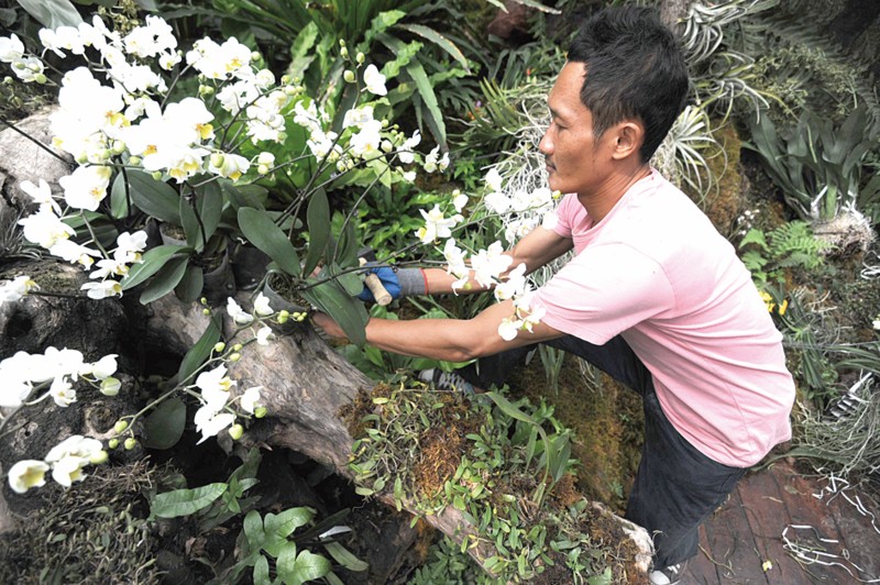 坐飞机喝红牛配保姆 泰国兰花安家植物馆(图)