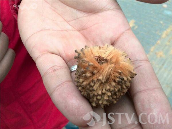 风大,梧桐树的毛絮随风飘落,南京城下起了梧桐雨