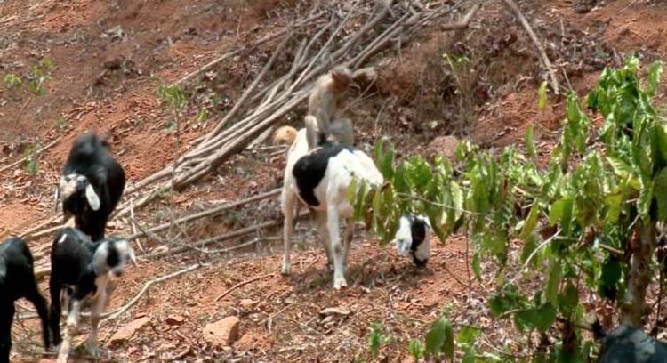 印度"牧羊猴"母子骑在羊背上控制羊群行进方向(组图)