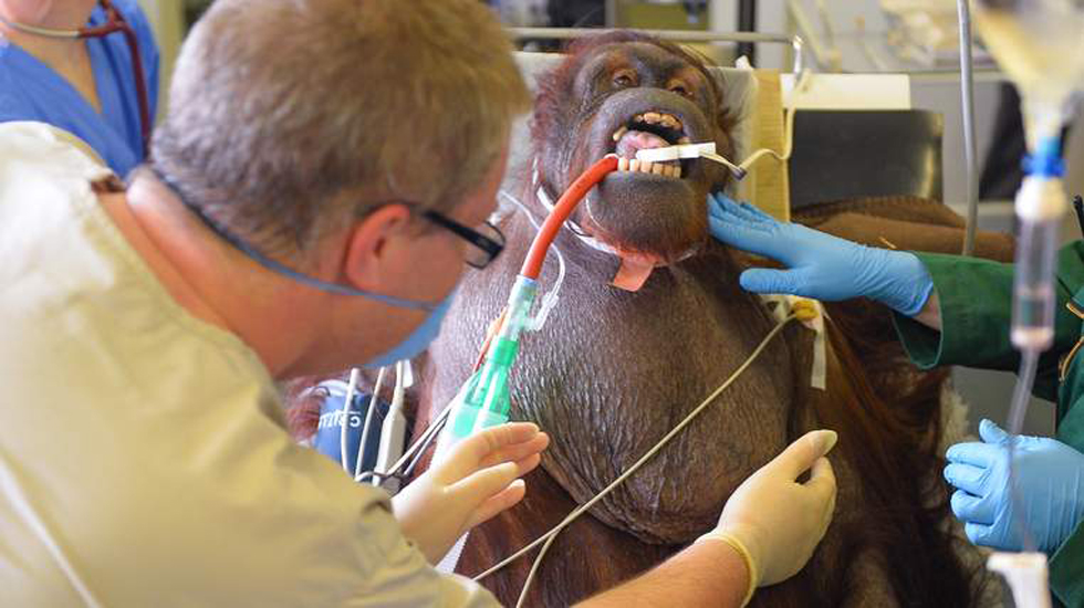 英国大猩猩接受首例鼻窦炎手术 终能自由呼吸