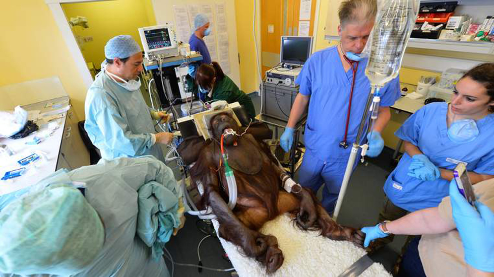 英国大猩猩接受首例鼻窦炎手术 终能自由呼吸