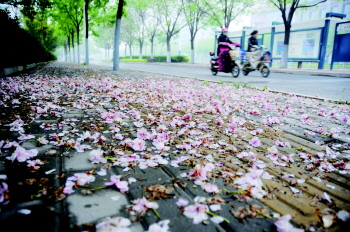 雨打花落(图)