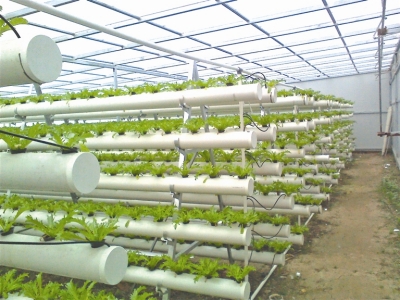 图为水培蔬菜种植大棚内景。 张园摄