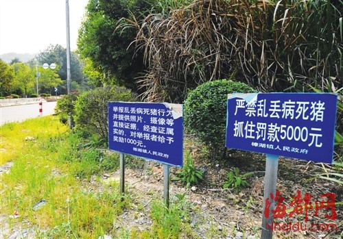 樟湖镇路边到处立着严禁乱丢病死猪警示牌,但仍有村民乱丢弃