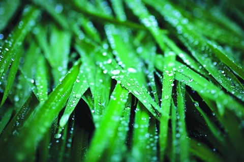 谷雨: 雨后新绿(组图)