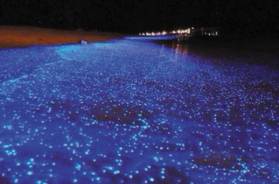 大连大黑石浴场附近现大片荧光海滩 远望如星