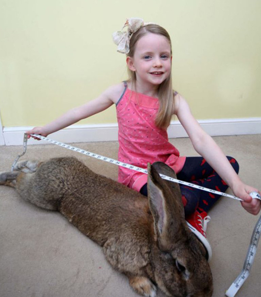 英国5岁兔子获封世界最大兔子(图)