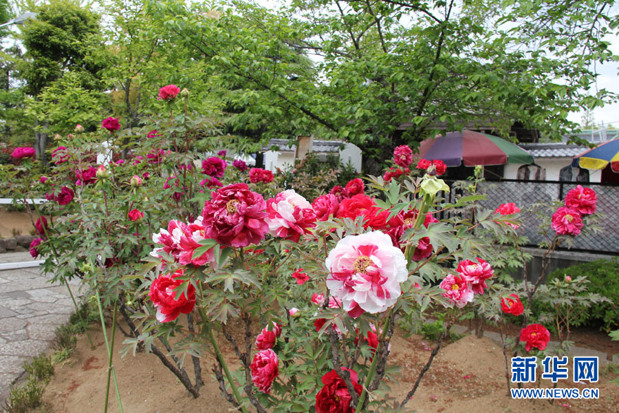 关东地区最大的牡丹花寺——西新井大师(组图)