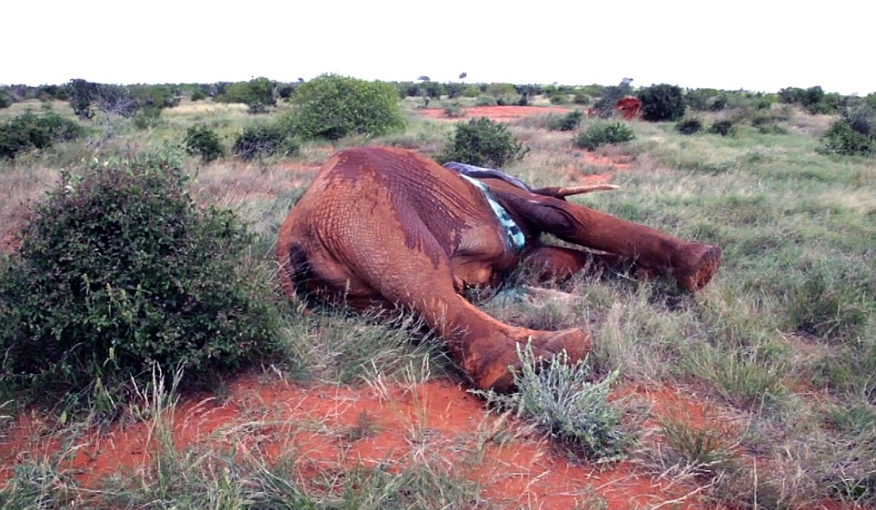 肯尼亚动物园大象臀部中毒箭 当地兽医施救后幸存