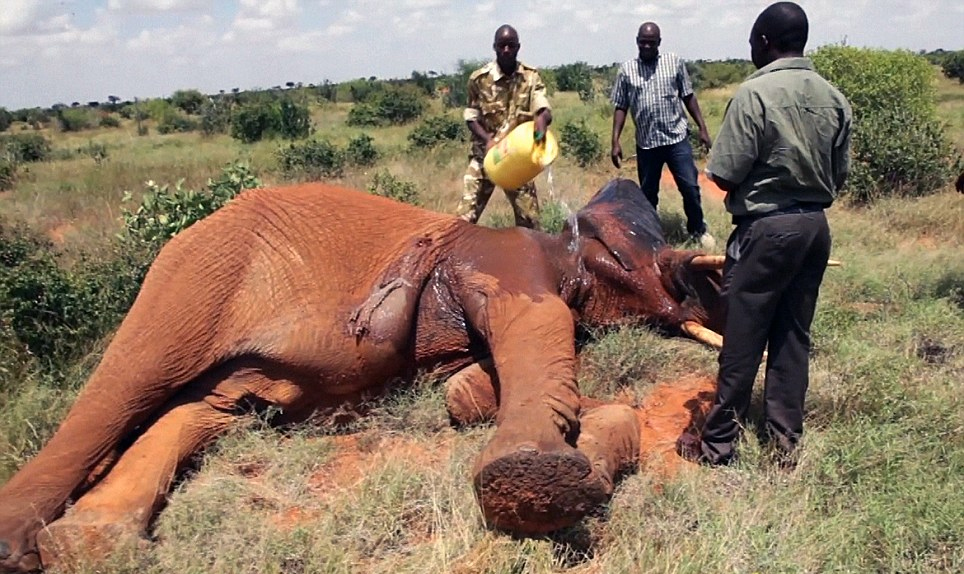 肯尼亚动物园大象臀部中毒箭 当地兽医施救后幸存