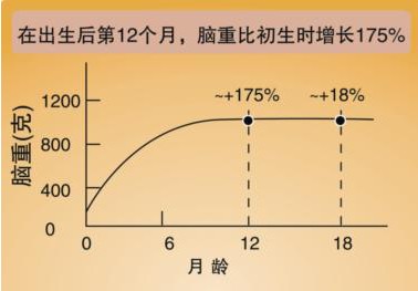 婴儿期，只有一次的大脑发育高峰期(组图)-搜狐滚动