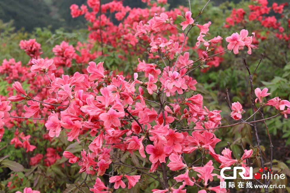 野生杜鹃花 摄影:陈杰