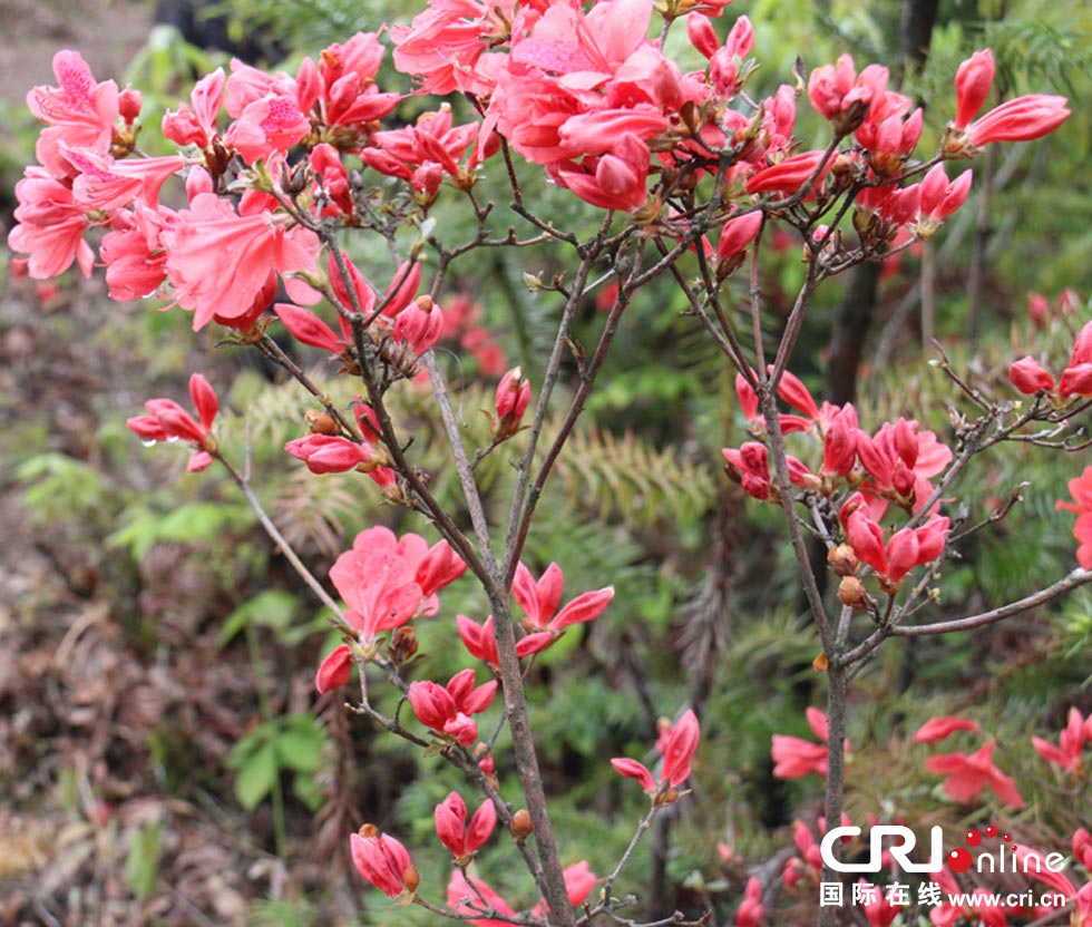 滴着水珠的野生杜鹃花 摄影:陈杰