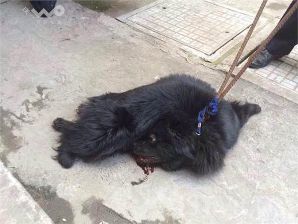 主人大家养到场咬黑狗警方发疯打死制服(高中)荥阳组图2017一测质图片