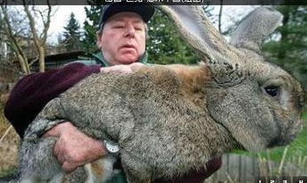 世界最大兔子还处于幼年期 体长1.22米吓坏网
