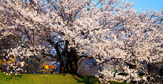 4月26日,第六届中国大连(旅顺)国际樱花节开幕式将在旅顺太阳沟