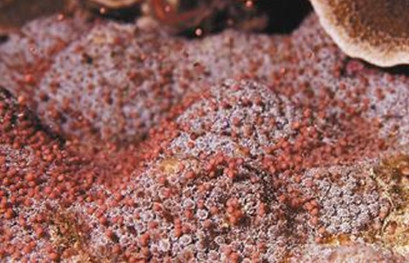     台湾垦丁海域最近每晚都有数十种珊瑚产卵、释精，热闹非凡，图为小叶细菊珊瑚排出粉红色卵。来源：台湾《联合报》
