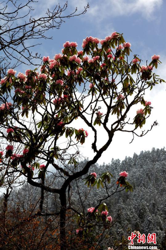 四川理县又到羊角花开时(图)