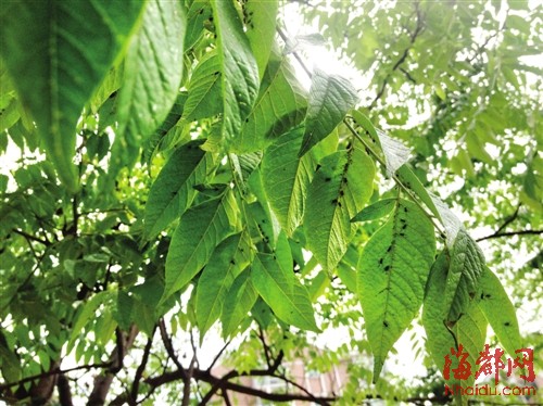 州仓山香江枫景小区旁 人行道绿化树长黑虫(图