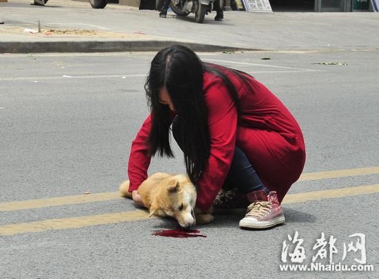 【图】闽侯一狗狗跟主人去买菜 在车流中被车撞死(图)