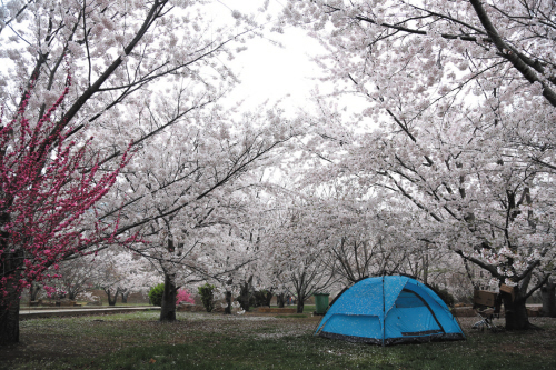 再向里行走,花树的枝叶相接,根系在连理,花朵在空中拉手.