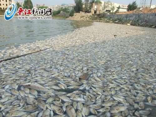 Yesterday, people found a large dead fish, big evil of the park in Jinjiang pingqiao waters near the banks of the pavilion. Local residents said it was a malicious poisoning may be caused.