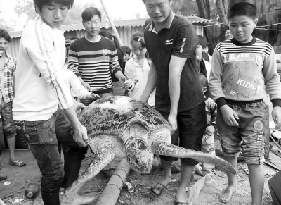 本报讯 (黄尖 文/图) 近日,诏安县梅岭镇下河村村民何杰彬和弟弟一起