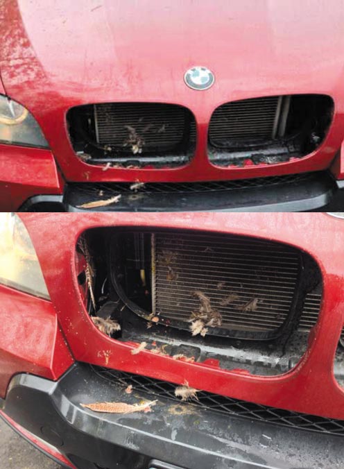 宝马车因野鸡冲撞而受损。