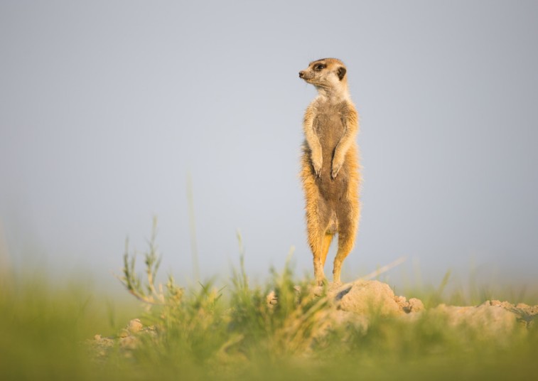【组图】动物摄影师非洲近距离实拍萌物狐獴(高清组图)
