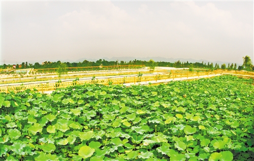 首批重庆特色效益农业合作示范单位征集受热