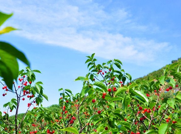 北宅樱桃节正式拉开大幕 美女赞今年特甜(组图)