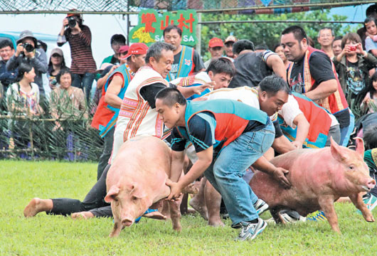 台湾布农族祭典抓猪仪式被指"虐猪 族人抗议(图)