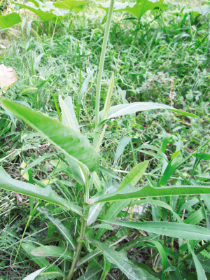 抱茎苦荬菜