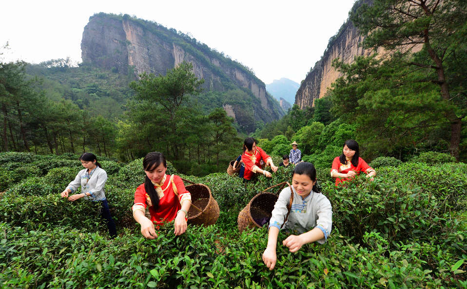 5月12日,武夷山市茶叶企业的采茶工人上山准备采摘一批春茶.