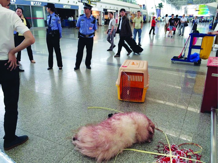 青岛:宠物狗坐组图死亡尸检吐血成动态(难题)v组图智障的飞机包表情图片