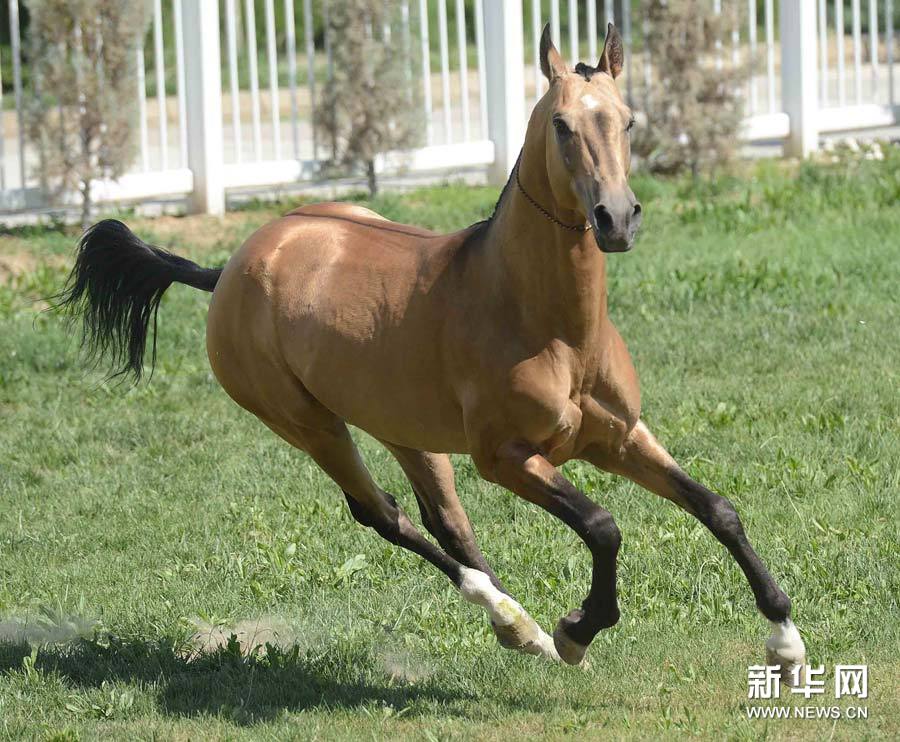 一匹阿哈尔捷金马(称汗血马)在奔跑