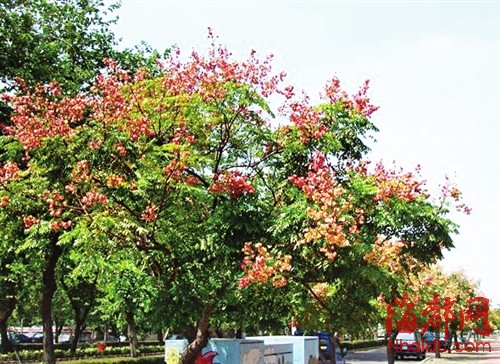 台湾栾树
