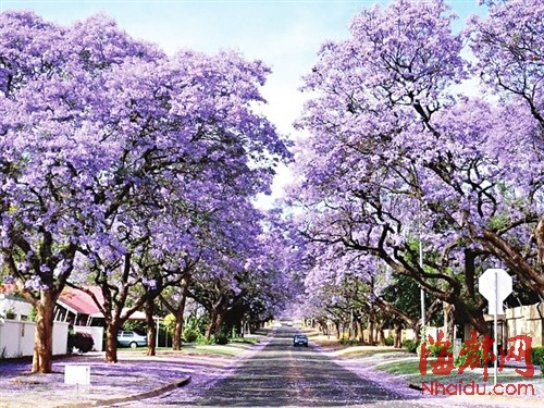 三环边将种5万株花树(组图)