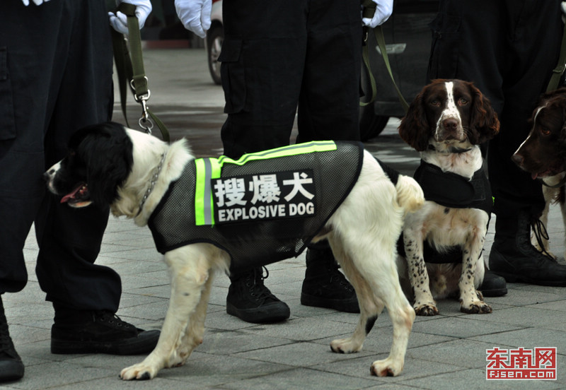 搜爆犬排爆演练 备战第十六届海交会安保(组图)5月16日下午,在福州