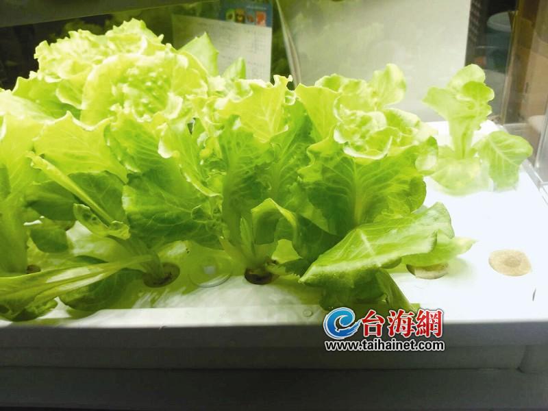 而她购置的水培蔬菜机,就像一个大鱼缸,漂亮的底座,明亮的栽培箱,栽培