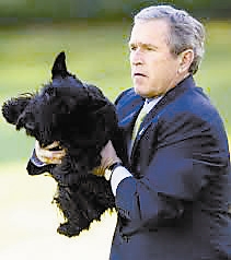 白宫宠物、美国前总统小布什养的苏格兰梗犬