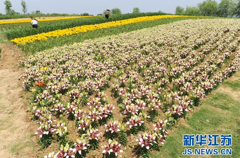 新华网南京5月22日电 近日,江苏连云港市东海县西双湖风景区内的西双湖百合主题公园基本建成,争奇斗艳、姹紫艳红的百合花吸引了众多游客到此休闲、观光。西双湖百合主题公园种植的百合品种超过180个,数量超过100万株,是目前全国最大的百合主题公园,可以进一步提升东海县花卉产业档次,增加旅游品牌影响力。 作为中国花木之乡 、华东花都,东海县现有花卉苗木面积近10万亩,拥有鲜切花日光温室9000余栋,年产值达到15亿元。(耿玉和摄)