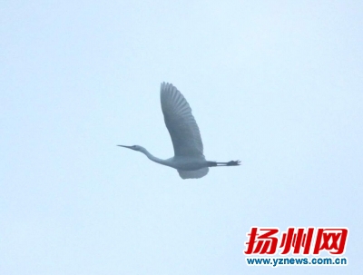 宝应湖42种鱼儿游68类鸟儿飞 成迁徙鸟类重要栖息地