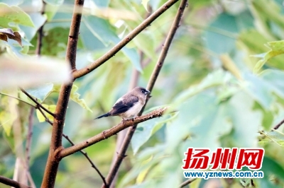 宝应湖42种鱼儿游68类鸟儿飞 成迁徙鸟类重要栖息地