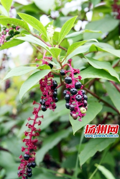 宝应湖42种鱼儿游68类鸟儿飞 成迁徙鸟类重要栖息地