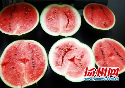 9个西瓜检测打分 早春红玉最甜沙头8424最好吃
