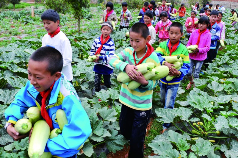 学生在种植里采摘新鲜蔬菜(资料图片)
