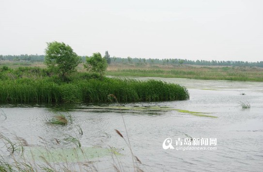 青岛极致美景湿地公园 垂钓胜地飞鸟天堂(组图)